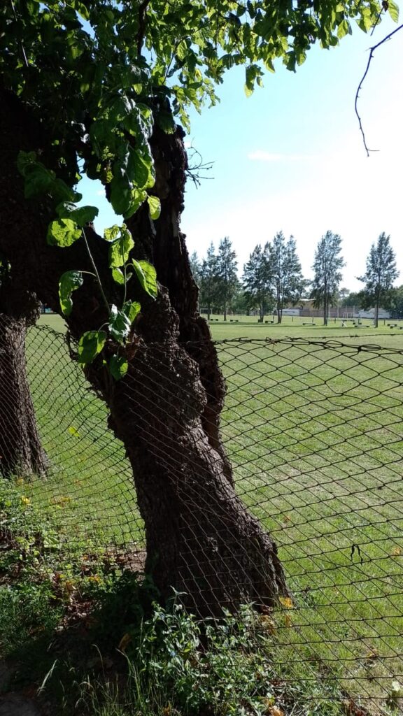 Vecinos alarmados por la quita de árboles en el Polideportivo Municipal –  Funes Hoy