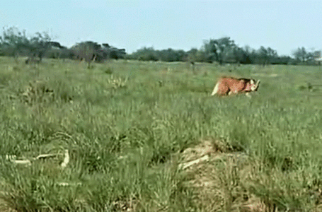 Rescate de Aguará Guazú en Funes.