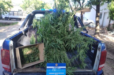 Por disuadir una riña familiar descubren cultivo de Marihuana