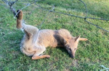 Rescate de un zorro en Funes