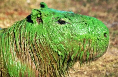 Preocupación en Entre Ríos por carpinchos teñidos de verde y la posible presencia de cianobacterias